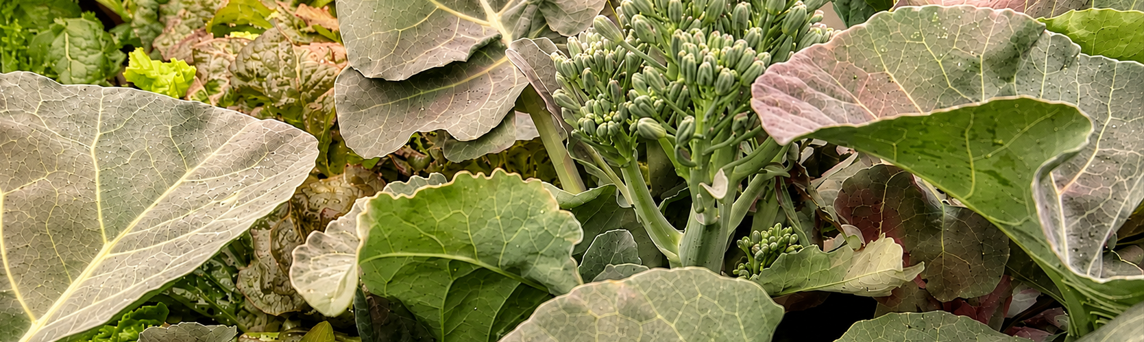 Grow Anything inside with ease
