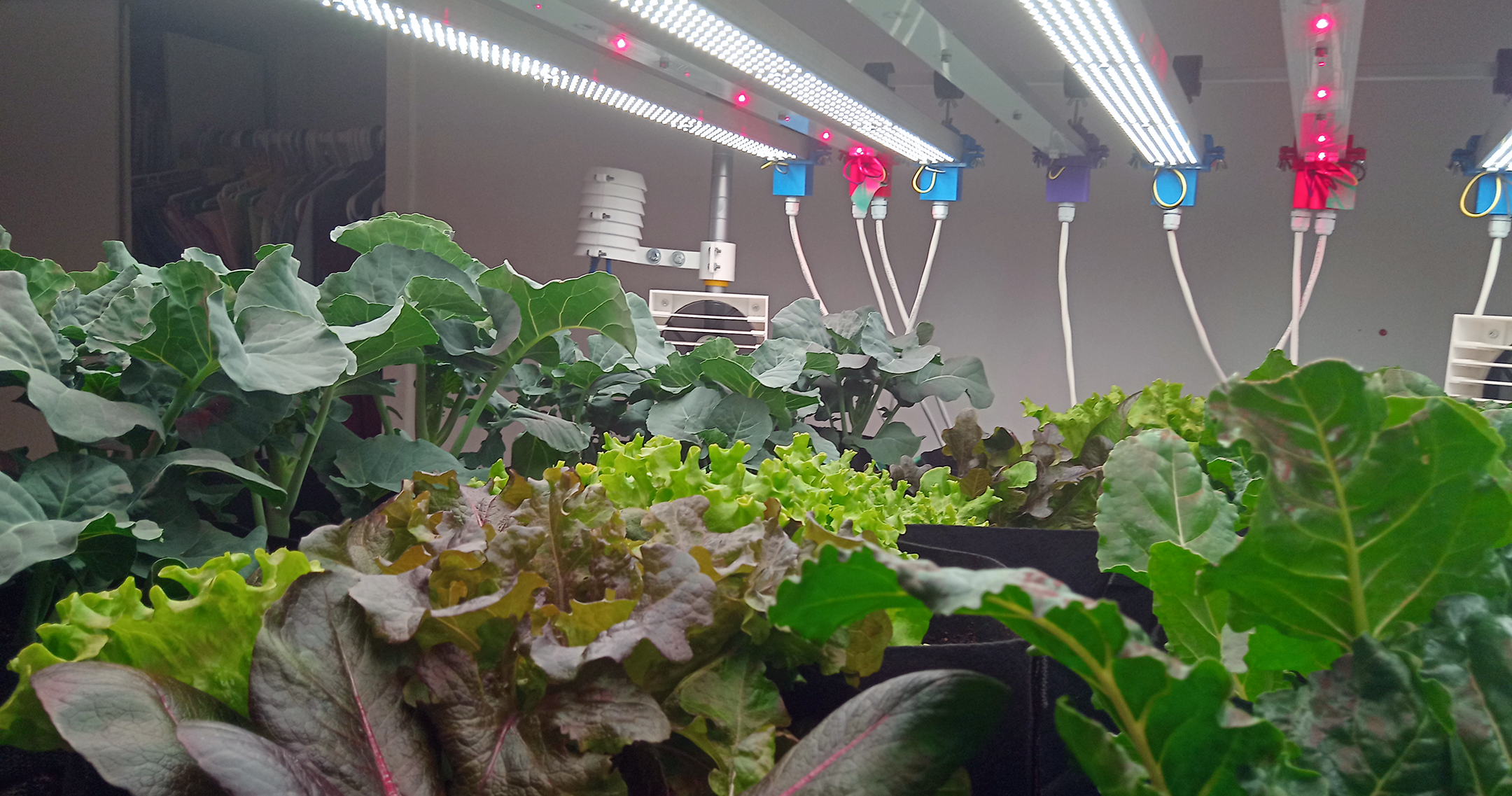 Grow a variety of fresh local greens