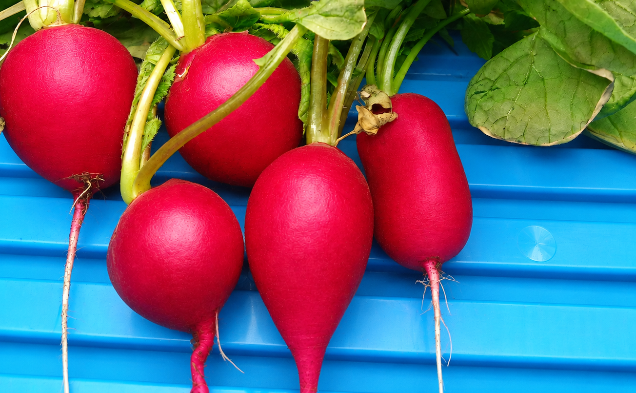 grow radishes with ease