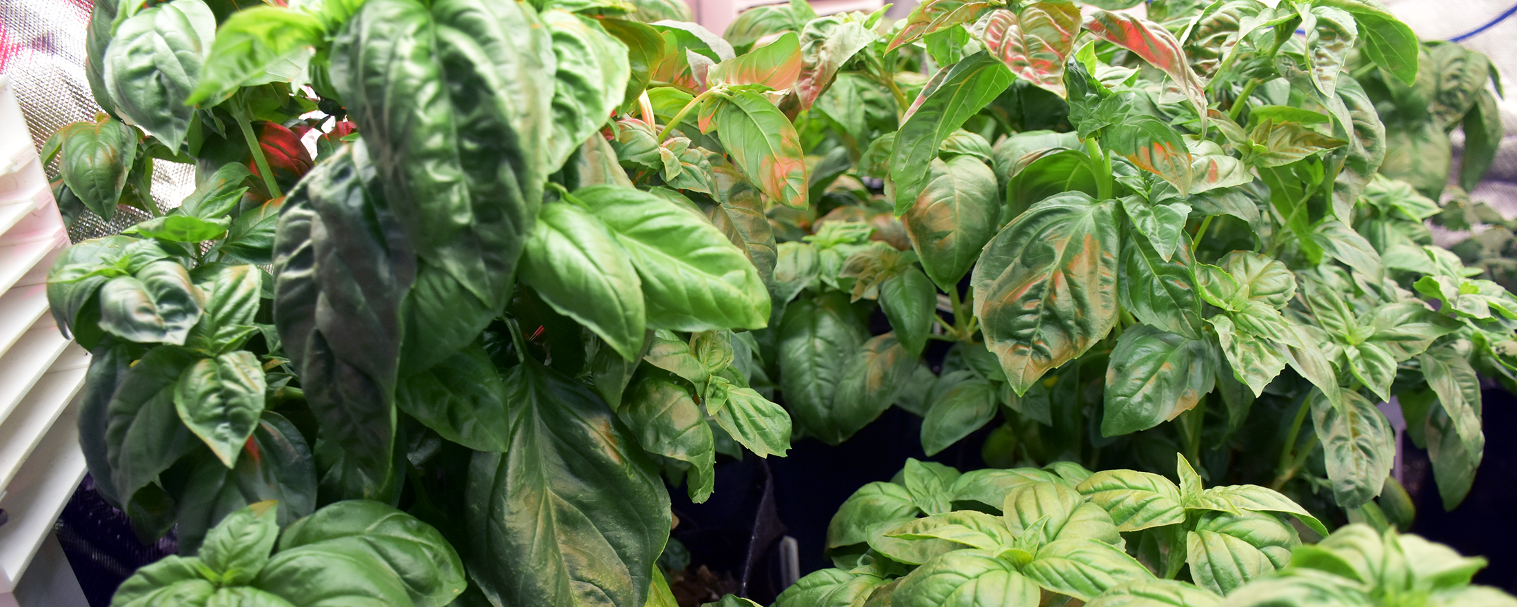 Grow Whole Basil